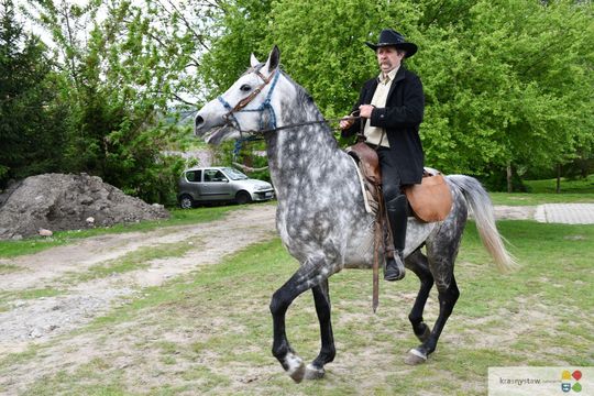 Majowa parada koni w Krasnymstawie. Dzień pełen atrakcji  [GALERIA ZDJĘĆ]