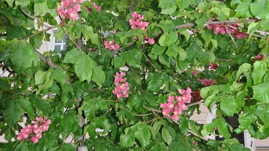 Maturzyści z I Liceum Ogólnokształcącego w Chełmie rozpoczęli egzamin dojrzałości [GALERIA ZDJĘĆ]
