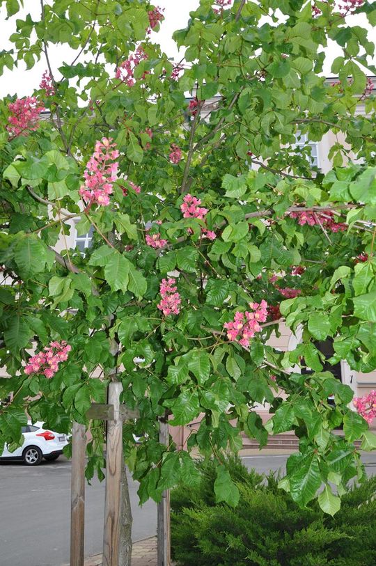 Maturzyści z I Liceum Ogólnokształcącego w Chełmie rozpoczęli egzamin dojrzałości [GALERIA ZDJĘĆ]