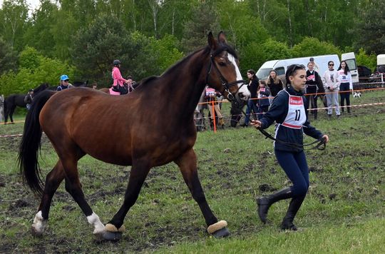 W niedzielę, 11 maja, w miejscowości Kanie-Stacja, w gminie Rejowiec Fabryczny, odbył się się III Konkurs i Pokaz Wszechstronnej Użytkowości Koni.