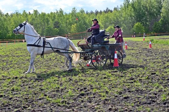 W niedzielę, 11 maja, w miejscowości Kanie-Stacja, w gminie Rejowiec Fabryczny, odbył się się III Konkurs i Pokaz Wszechstronnej Użytkowości Koni. W niedzielę, 11 maja, w miejscowości Kanie-Stacja, w gminie Rejowiec Fabryczny, odbył się się III Konkurs i Pokaz Wszechstronnej Użytkowości Koni.