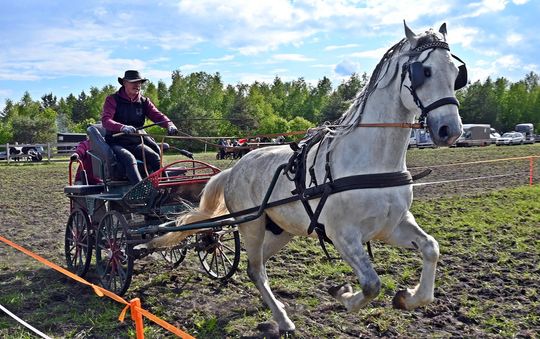 W niedzielę, 11 maja, w miejscowości Kanie-Stacja, w gminie Rejowiec Fabryczny, odbył się się III Konkurs i Pokaz Wszechstronnej Użytkowości Koni. W niedzielę, 11 maja, w miejscowości Kanie-Stacja, w gminie Rejowiec Fabryczny, odbył się się III Konkurs i Pokaz Wszechstronnej Użytkowości Koni.