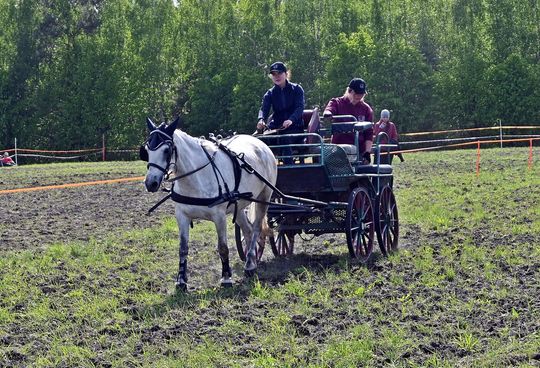 W niedzielę, 11 maja, w miejscowości Kanie-Stacja, w gminie Rejowiec Fabryczny, odbył się się III Konkurs i Pokaz Wszechstronnej Użytkowości Koni. W niedzielę, 11 maja, w miejscowości Kanie-Stacja, w gminie Rejowiec Fabryczny, odbył się się III Konkurs i Pokaz Wszechstronnej Użytkowości Koni.