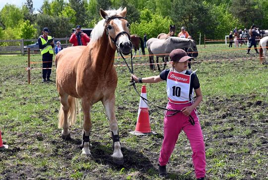 W niedzielę, 11 maja, w miejscowości Kanie-Stacja, w gminie Rejowiec Fabryczny, odbył się się III Konkurs i Pokaz Wszechstronnej Użytkowości Koni.
