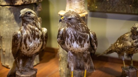 Noc Muzeów w Chełmie. Wystawy, zwiedzanie krypt pod bazyliką i wiele innych atrakcji [GALERIA ZDJĘĆ]