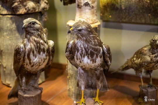 Noc Muzeów w Chełmie. Wystawy, zwiedzanie krypt pod bazyliką i wiele innych atrakcji [GALERIA ZDJĘĆ]