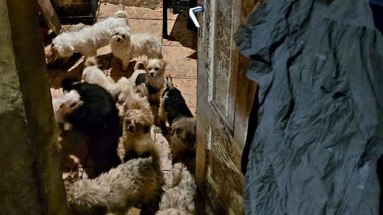 Smród, brud, koszmar maltańczyków. Starsza pani tak hodowała psy [ZDJĘCIA]