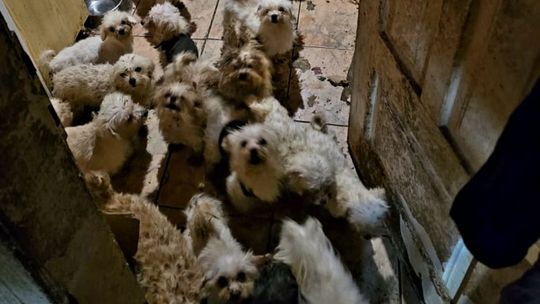 Smród, brud, koszmar maltańczyków. Starsza pani tak hodowała psy [ZDJĘCIA]