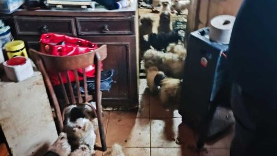 Smród, brud, koszmar maltańczyków. Starsza pani tak hodowała psy [ZDJĘCIA]