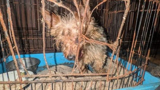 Smród, brud, koszmar maltańczyków. Starsza pani tak hodowała psy [ZDJĘCIA]