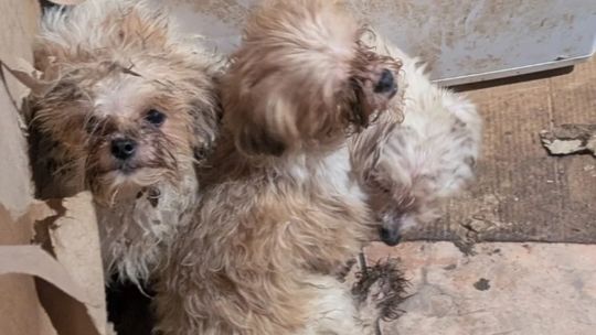 Smród, brud, koszmar maltańczyków. Starsza pani tak hodowała psy [ZDJĘCIA]