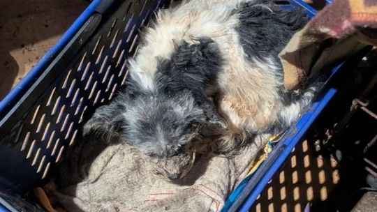 Smród, brud, koszmar maltańczyków. Starsza pani tak hodowała psy [ZDJĘCIA]