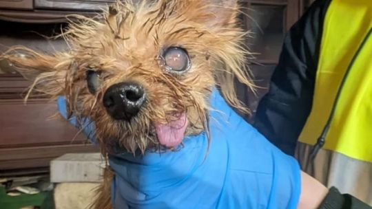 Smród, brud, koszmar maltańczyków. Starsza pani tak hodowała psy [ZDJĘCIA]