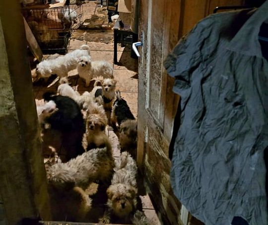 Smród, brud, koszmar maltańczyków. Starsza pani tak hodowała psy [ZDJĘCIA]