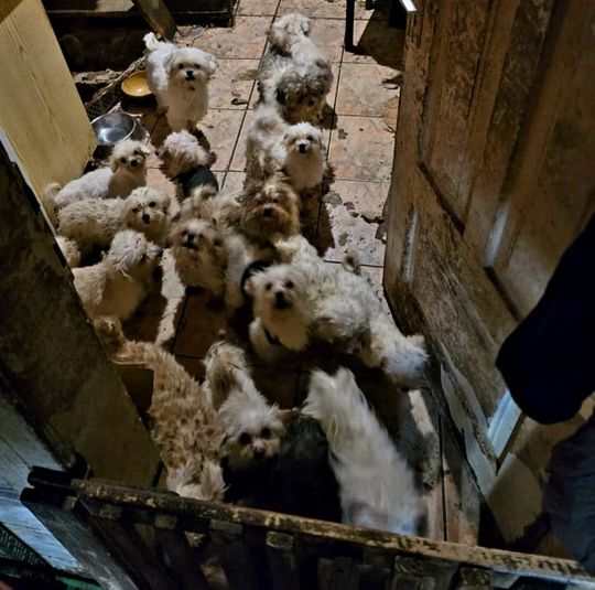 Smród, brud, koszmar maltańczyków. Starsza pani tak hodowała psy [ZDJĘCIA]