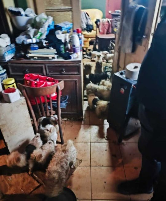 Smród, brud, koszmar maltańczyków. Starsza pani tak hodowała psy [ZDJĘCIA]