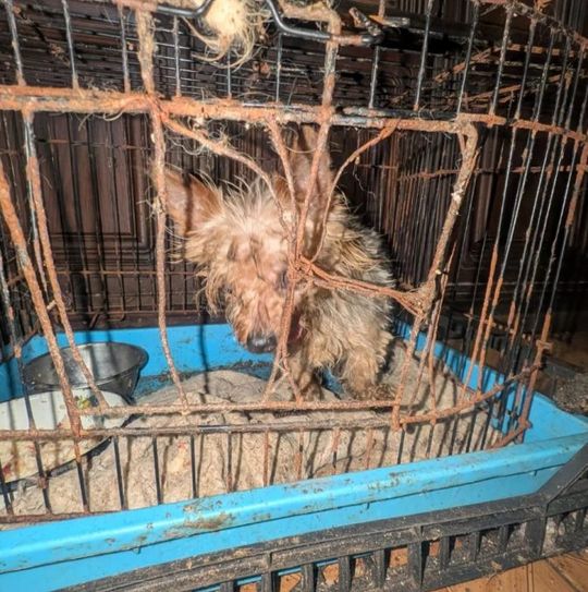 Smród, brud, koszmar maltańczyków. Starsza pani tak hodowała psy [ZDJĘCIA]