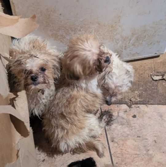 Smród, brud, koszmar maltańczyków. Starsza pani tak hodowała psy [ZDJĘCIA]