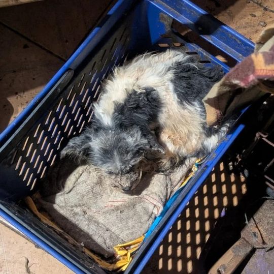 Smród, brud, koszmar maltańczyków. Starsza pani tak hodowała psy [ZDJĘCIA]