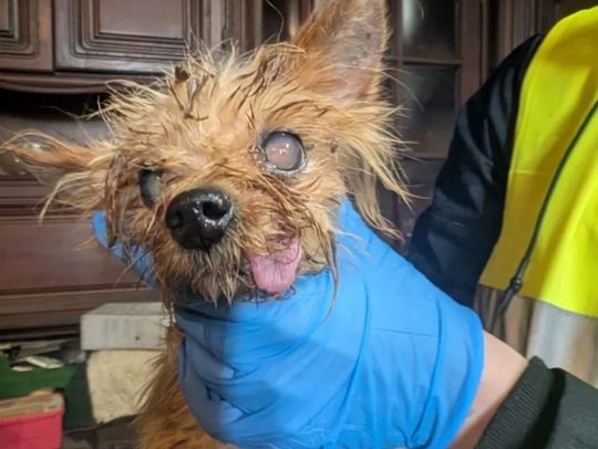 Smród, brud, koszmar maltańczyków. Starsza pani tak hodowała psy [ZDJĘCIA]