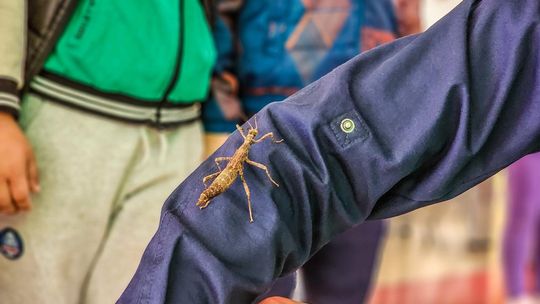 Chełm. Dziewiąta edycja Dnia Młodego Naukowca w PANS [GALERIA ZDJĘĆ]