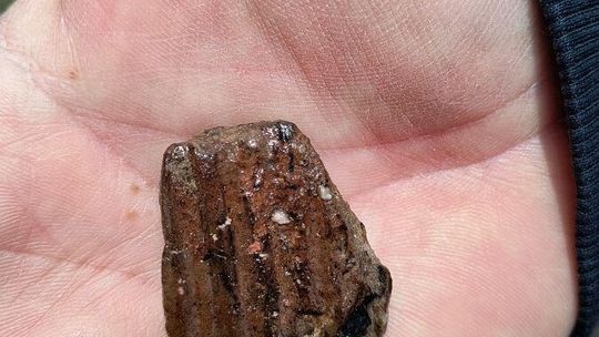 Stanowisko Tarnawatka - Tartak 8. Ceramika pradziejowa pozyskana podczas badań