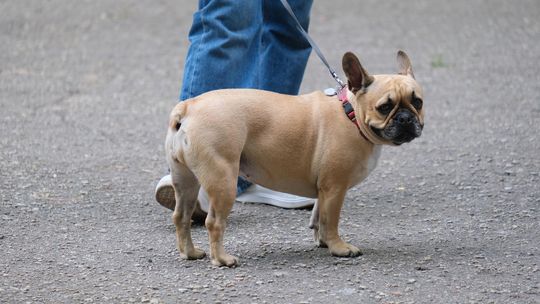 Chełm. 16. Ogólnomiejski Festyn z okazji Dnia Dziecka w Ogródku Jordanowskim [GALERIA ZDJĘĆ]