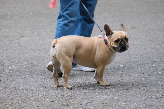 Chełm. 16. Ogólnomiejski Festyn z okazji Dnia Dziecka w Ogródku Jordanowskim [GALERIA ZDJĘĆ]