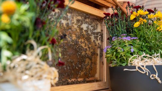 Gmina Chełm. XXVII Nadbużańskie Święto Pszczoły w Okszowie 2025 cz. II [GALERIA ZDJĘĆ]