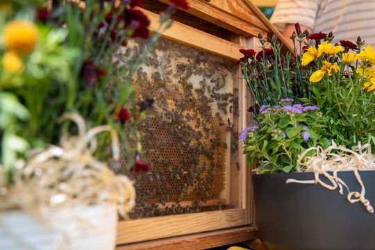 Gmina Chełm. XXVII Nadbużańskie Święto Pszczoły w Okszowie 2025 cz. II [GALERIA ZDJĘĆ]