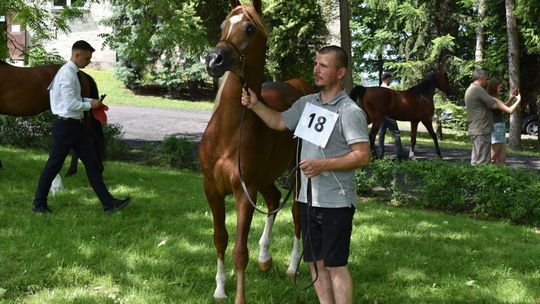 Bitwa Regionów w Białce. I etap smacznego konkursu rozstrzygnięty! [GALERIA ZDJĘĆ]