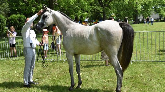 Bitwa Regionów w Białce. I etap smacznego konkursu rozstrzygnięty! [GALERIA ZDJĘĆ]