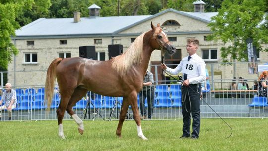 Bitwa Regionów w Białce. I etap smacznego konkursu rozstrzygnięty! [GALERIA ZDJĘĆ]