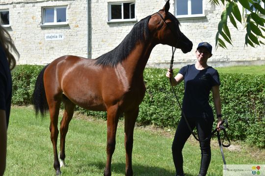 Bitwa Regionów w Białce. I etap smacznego konkursu rozstrzygnięty! [GALERIA ZDJĘĆ]