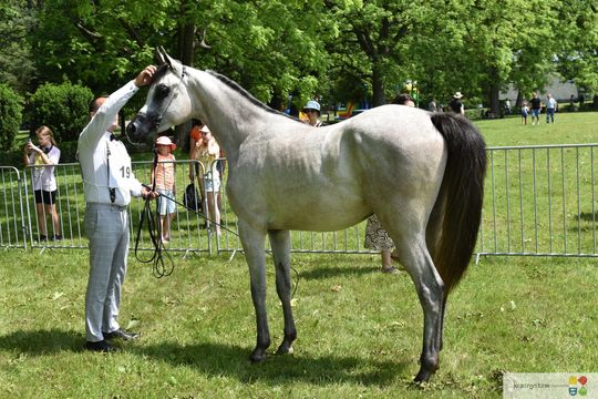 Bitwa Regionów w Białce. I etap smacznego konkursu rozstrzygnięty! [GALERIA ZDJĘĆ]