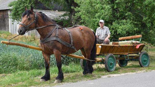Gm. Łopiennik Górny. Uroczyste "Zielone Świątki" [GALERIA ZDJĘĆ]