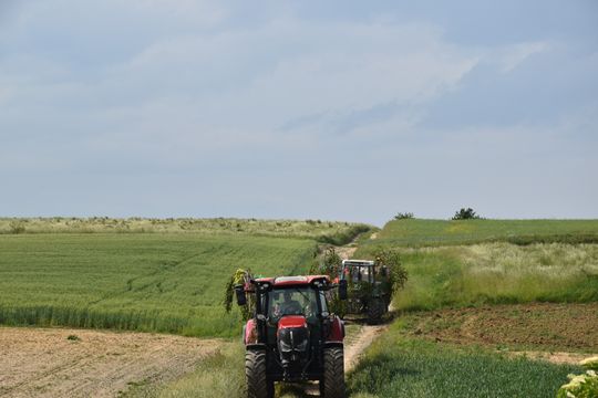 Gm. Łopiennik Górny. Uroczyste "Zielone Świątki" [GALERIA ZDJĘĆ]
