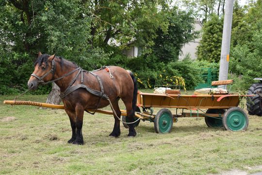 Gm. Łopiennik Górny. Uroczyste "Zielone Świątki" [GALERIA ZDJĘĆ]