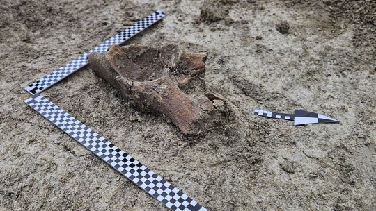 Szczątki mamuta znalezione na budowie S17 w pobliżu Zamościa. Naukowcy są zachwyceni! [ZDJĘCIA]