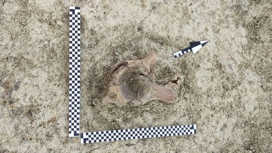 Szczątki mamuta znalezione na budowie S17 w pobliżu Zamościa. Naukowcy są zachwyceni! [ZDJĘCIA]