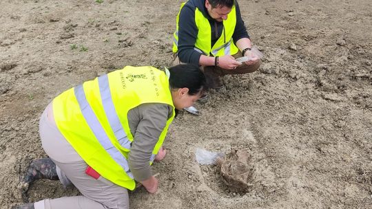 Szczątki mamuta znalezione na budowie S17 w pobliżu Zamościa. Naukowcy są zachwyceni! [ZDJĘCIA]