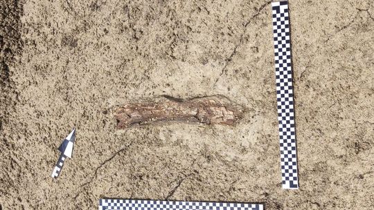 Szczątki mamuta znalezione na budowie S17 w pobliżu Zamościa. Naukowcy są zachwyceni! [ZDJĘCIA]