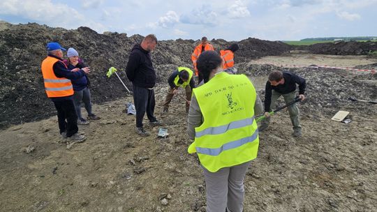Szczątki mamuta znalezione na budowie S17 w pobliżu Zamościa. Naukowcy są zachwyceni! [ZDJĘCIA]