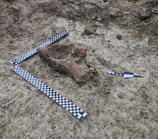 Szczątki mamuta znalezione na budowie S17 w pobliżu Zamościa. Naukowcy są zachwyceni! [ZDJĘCIA]