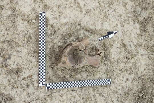 Szczątki mamuta znalezione na budowie S17 w pobliżu Zamościa. Naukowcy są zachwyceni! [ZDJĘCIA]