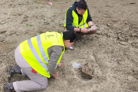 Szczątki mamuta znalezione na budowie S17 w pobliżu Zamościa. Naukowcy są zachwyceni! [ZDJĘCIA]