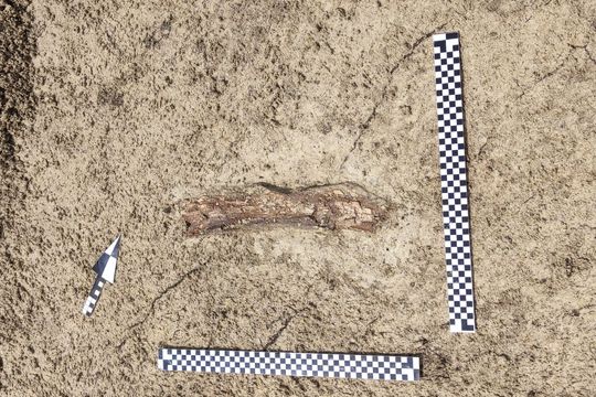 Szczątki mamuta znalezione na budowie S17 w pobliżu Zamościa. Naukowcy są zachwyceni! [ZDJĘCIA]