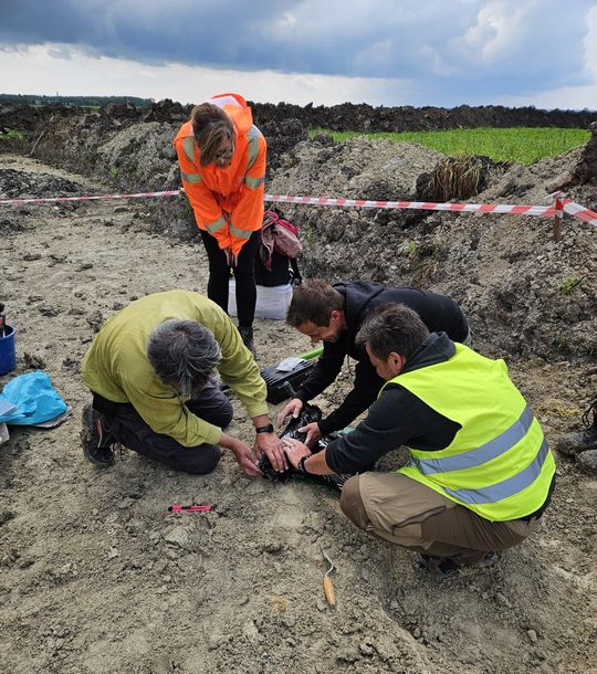 Szczątki mamuta znalezione na budowie S17 w pobliżu Zamościa. Naukowcy są zachwyceni! [ZDJĘCIA]