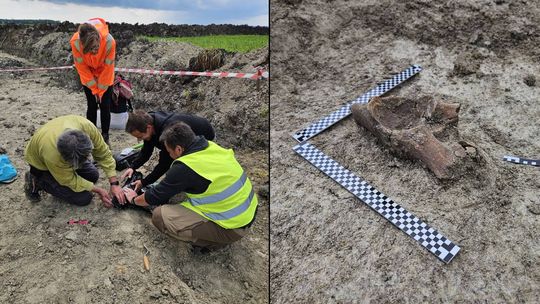 Szczątki mamuta znalezione na budowie S17 w pobliżu Zamościa. Naukowcy są zachwyceni! [ZDJĘCIA]