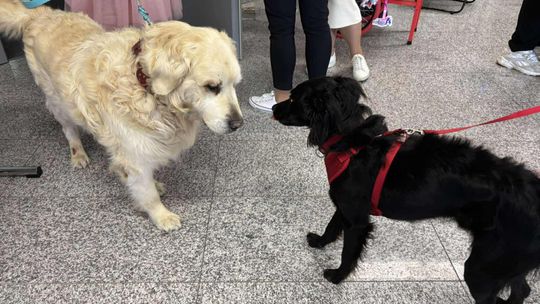 Psie-Bierane Psy-Witanie Lata w Chełmie [GALERIA ZDJĘĆ]